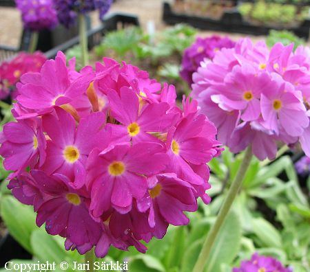 Primula denticulata 'Rubin', palloesikko